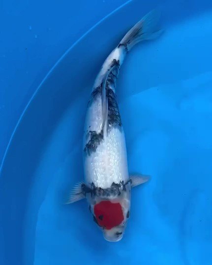 Koi